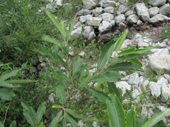 Salix pseudomedemii