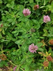 Trifolium pratense