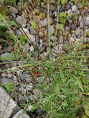 Sisymbrium officinale