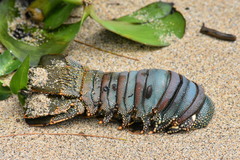 Panulirus penicillatus