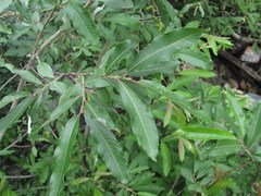Salix pseudomedemii