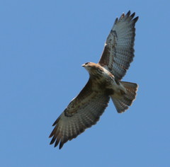 Forest Buzzard photo 2