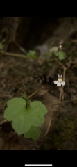 Cymbalaria muralis