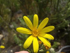Osteospermum polygaloides polygaloides
