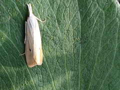 Scirpophaga incertulas