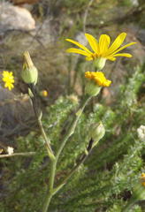 Osteospermum polygaloides polygaloides