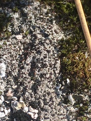 Bryoplaca sinapisperma