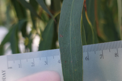 Eucalyptus radiata radiata