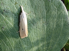 Scirpophaga incertulas