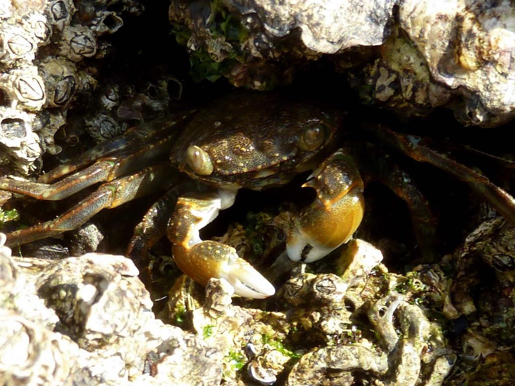 Green Rock Crab