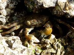 Grapsus fourmanoiri