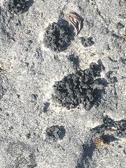 Lathagrium undulatum