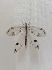 Dendroleon pantherinus