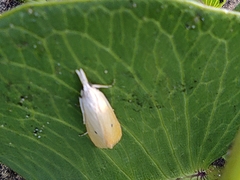 Scirpophaga incertulas