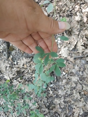 Chamaecytisus ruthenicus