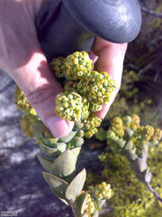 Thesium euphorbioides