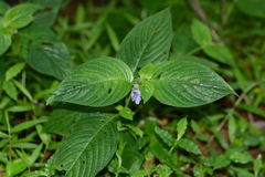 Asystasia dalzelliana