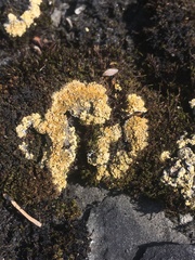 Gyalolechia bracteata