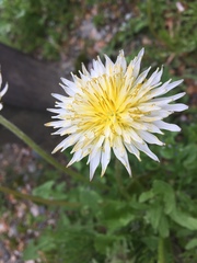 Taraxacum albidum