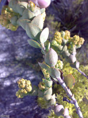 Thesium euphorbioides