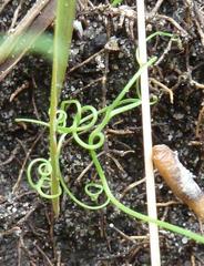 Cysticapnos cracca