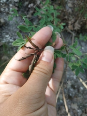 Chamaecytisus ruthenicus