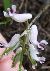 Cysticapnos cracca