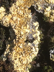 Gyalolechia bracteata