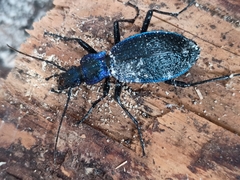 Carabus intricatus