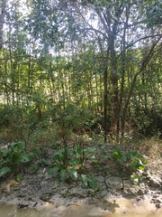 Rumex patientia orientalis