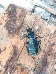 Carabus intricatus