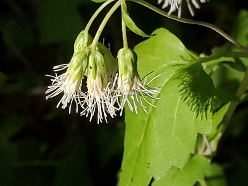 Image of Brickelliastrum fendleri by no rights reserved