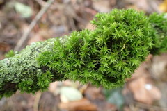 Bryopsida
