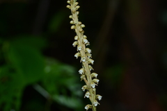 Peristylus plantagineus