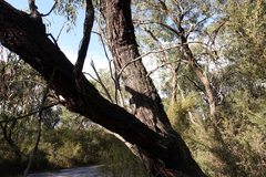 Eucalyptus radiata radiata