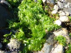 Ulva fasciata