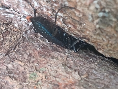 Carabus intricatus