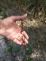 Rumex patientia orientalis