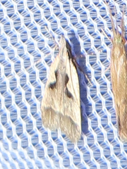 Dichomeris setosella