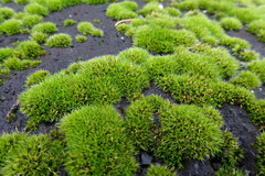 Bryopsida
