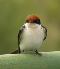 Hirundo smithii smithii
