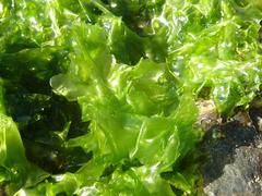 Ulva fasciata