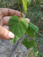 Convolvulus scammonia