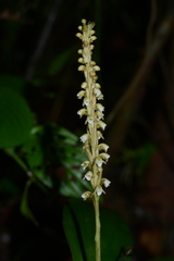 Peristylus plantagineus