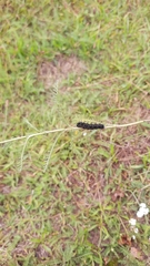 Aglais io