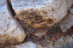 Adromischus diabolicus