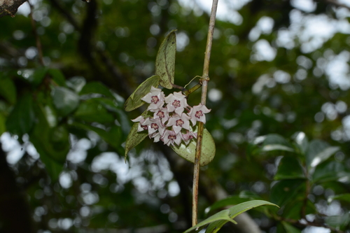Hoya wightii Hook.f.