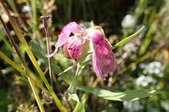 Magnoliopsida