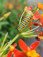 Danaus plexippus
