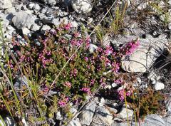 Erica gracilipes